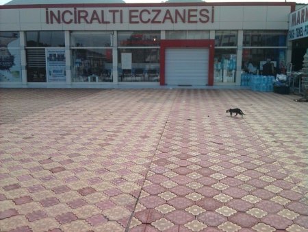 İnciraltı Eczanesi - Orkide çalışması