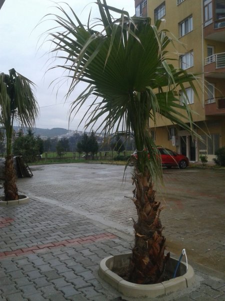 Site İçi Ağaç Etrafı Uygulaması