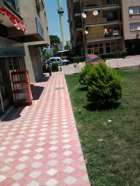 Orkide Çalışması